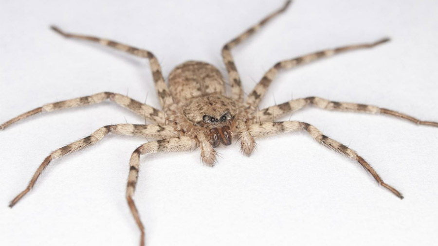 Esta araña maniobra más rápido que ninguna otra especie animal