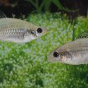 Un pez 'tex-mex' sin machos se reproduce contra las teorías evolutivas