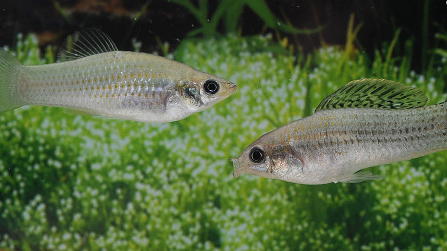 Un pez 'tex-mex' sin machos se reproduce contra las teorías evolutivas