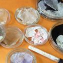Científicos mexicanos descubren bacteria capaz de crear plásticos sin impacto ambiental