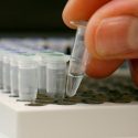 Una bacteria es capaz de crear dos polímeros que se degradan en sólo seis meses