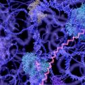 Descubren investigadores genes humanos que siguen activos después de que la persona muere