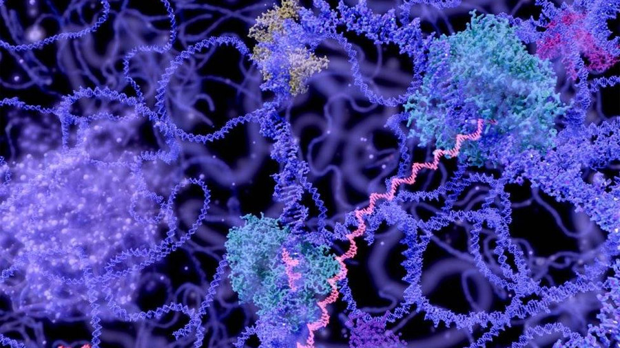 Descubren Investigadores Genes Humanos Que Siguen Activos Despu S De