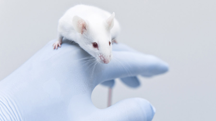 Logran Investigadores curar ratones con cáncer de colon y los hacen inmunes