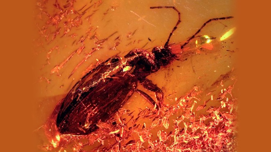 Estresado y con su antena rota, así murió hace 40 millones de años el escarabajo de nueva especia hallado en un ámbar