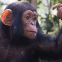 Aves y primates comparten células cerebrales ligadas a la inteligencia
