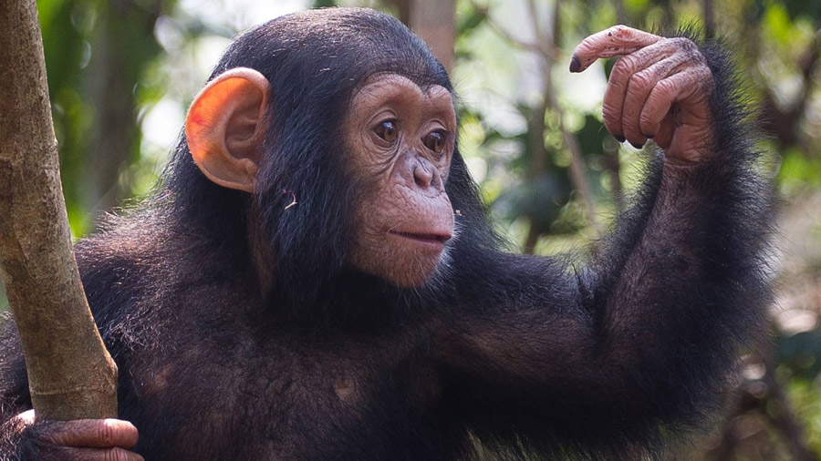 Aves y primates comparten células cerebrales ligadas a la inteligencia