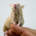 Eliminan en ratones la formación de placas amiloide, causantes del alzhéimer