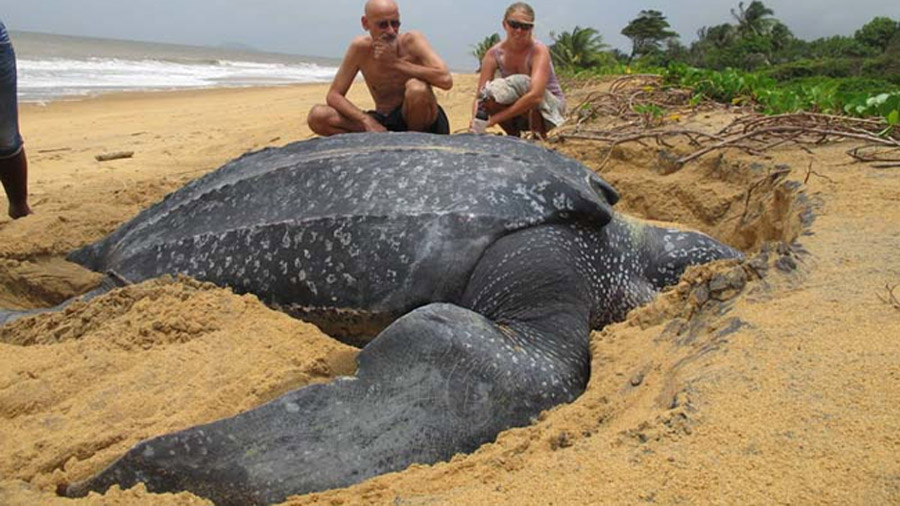 La tortuga más grande jamás encontrada pesaba casi una tonelada