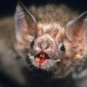 Descubren el secreto de los murciélagos vampiro y su dieta a base exclusiva de sangre