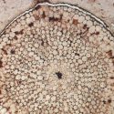 Las plantas conquistaron el mundo 100 millones años antes de lo pensado