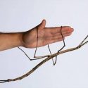 China cría el insecto más largo del mundo: 64 centímetros