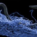 Bacterias que se alimentan a base de energía nuclear podrían dar pistas sobre la vida en el espacio