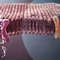 Investigadores descubren virus “productores de insulina”