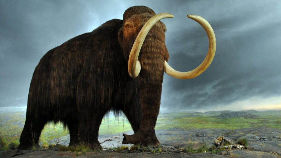 Genetistas encontraron rastros de cruce entre elefantes y mamuts