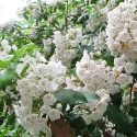 Unas flores catapultan su polen a gran velocidad