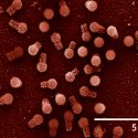 Descubren en Brasil dos nuevos virus que desafían a la biología: los más grandes de la historia