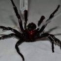 Hallan el ejemplar más grande de la araña más venenosa del mundo