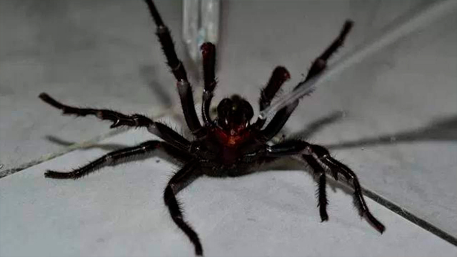 Hallan el ejemplar más grande de la araña más venenosa del mundo