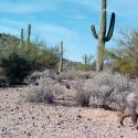Científicos se unen en contra del muro de Trump: "Puede afectar de manera negativa la biodiversidad"
