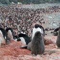 Descubren millón y medio de pingüinos en islas de la Antártida