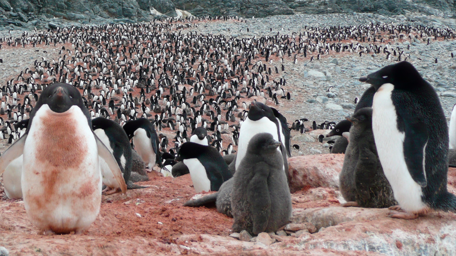 Descubren millón y medio de pingüinos en islas de la Antártida