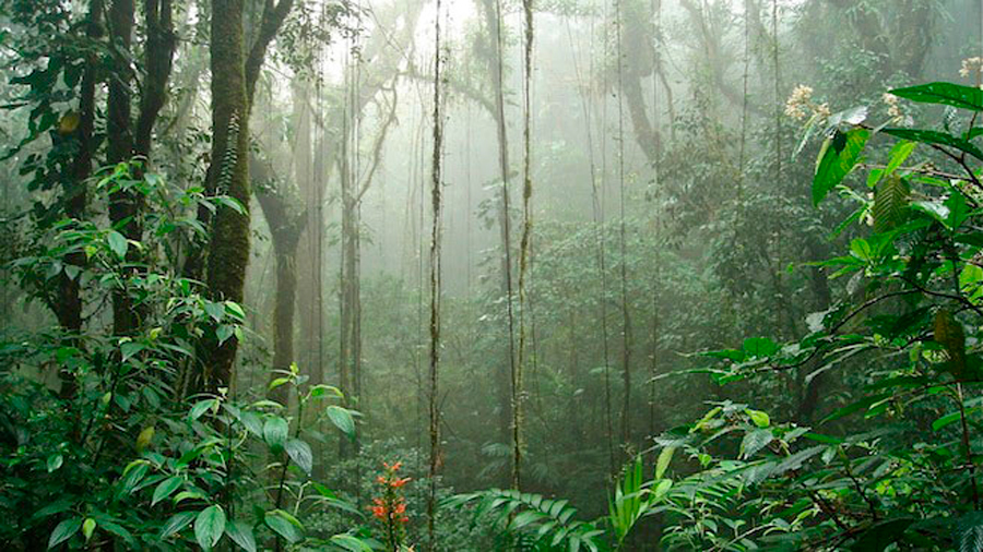 Árboles tropicales se resisten a morir y toman acción propia contra la sequía