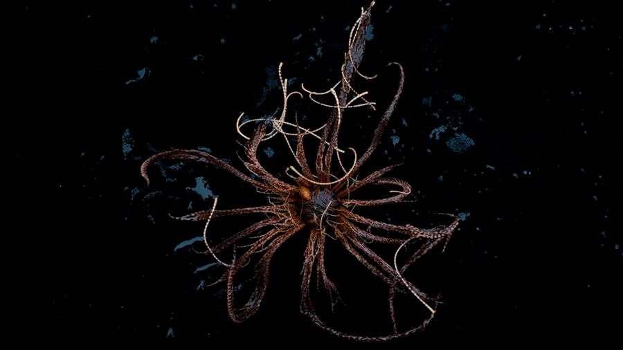 Inusuales fotos muestran criaturas desconocidas en profundidades del océano Antártico