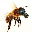 Confirmado: los pesticidas están matando en masa a las abejas