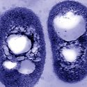 Azotobacter vinelandii, la bacteria capaz de crear plásticos sin impacto ambiental