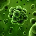 Logran científicos mexicanos bebida a partir de clorofila de microalgas y beneficia a la salud