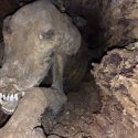 Stuckie: el perro que nunca pudo escapar y quedó momificado dentro de un árbol