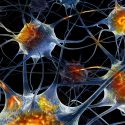 Logran científicos ver la comunicación eléctrica de las neuronas sin usar electrodos