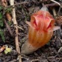 Extraña planta subterránea reaparece 150 años después de ser descubierta