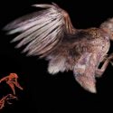 El fósil de un pollito de 127 millones de años ilustra la evolución aviar en la era de los dinosaurios