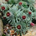 Un raro mineral, descubierto en plantas por primera vez