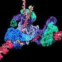 Científicos capturan en tiempo real el proceso de replicación del ADN
