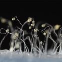 Investigadores evidencian adaptación social microbiana en su entorno natural
