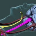 Descubren lo que pasa en el cerebro humano en el momento de la muerte
