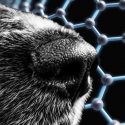 Diseñan una supernariz de perro con grafeno, que es un detector de olores muy sensible