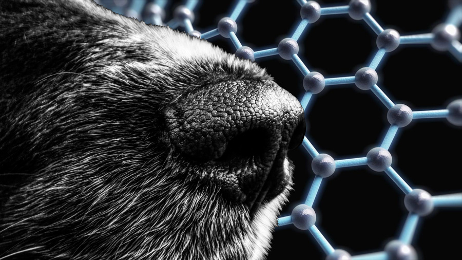 Diseñan una supernariz de perro con grafeno, que es un detector de olores muy sensible