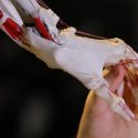 Chileno desarrolló mano biónica que funciona con las señales eléctricas musculares