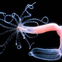 Descubren científicos que las medusas cambian su tipo de veneno a lo largo de su vida