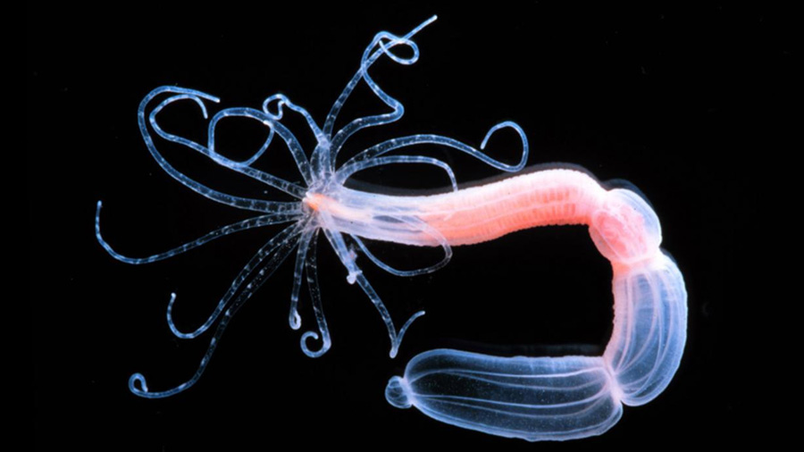 Descubren científicos que las medusas cambian su tipo de veneno a lo largo de su vida