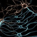 Un vídeo en tiempo real muestra cómo se reparan las neuronas tras sufrir un daño