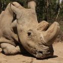 ¡Qué tristeza! Empeora salud del último rinoceronte blanco macho en el mundo