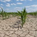 Cosechas que resisten la sequía tras modificar una proteína