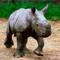 Traducen cuatro tonos de llamada en crías de rinoceronte