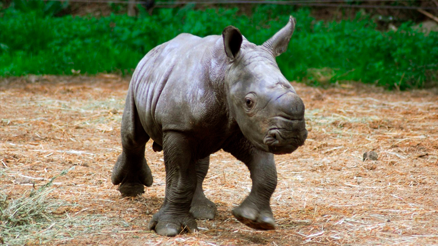 Traducen cuatro tonos de llamada en crías de rinoceronte