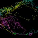 Descubren que una neurona gigante envuelve al cerebro